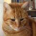Ginger-Cat.jpg