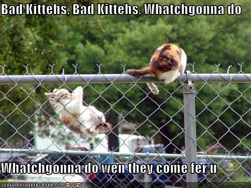 funny-pictures-cats-jumping-fence.jpg