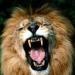 tigers_lions_avatars_0462.jpg