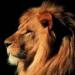 tigers_lions_avatars_0734.jpg